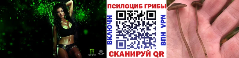 Псилоцибиновые грибы Psilocybine cubensis  Черепаново 